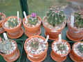 cacti grnhs_1 09Apr05.jpg (106423 bytes)