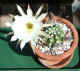 echinopsis susdenudata2 31May04.jpg (64313 bytes)