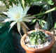 echinopsis susdenudata3 31May04.jpg (72825 bytes)