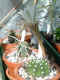 echinopsis susdenudata5 31May04.jpg (68773 bytes)