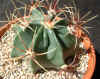 ferocactus hystrix 19Jun05.jpg (121762 bytes)